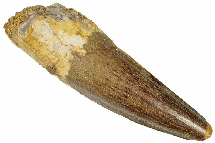 Fossil Spinosaurus Tooth - Nice Enamel! #305593